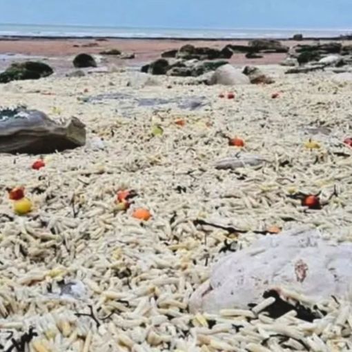 Thumbnail for Thousands of chips wash up on popular beach