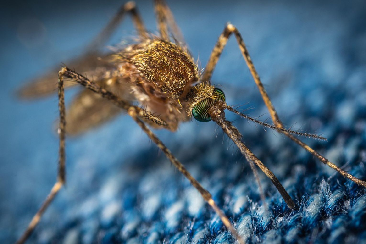 Mosquitoes’ thirst for human blood increases as biodiversity loss worsens. Photo: Scimex
