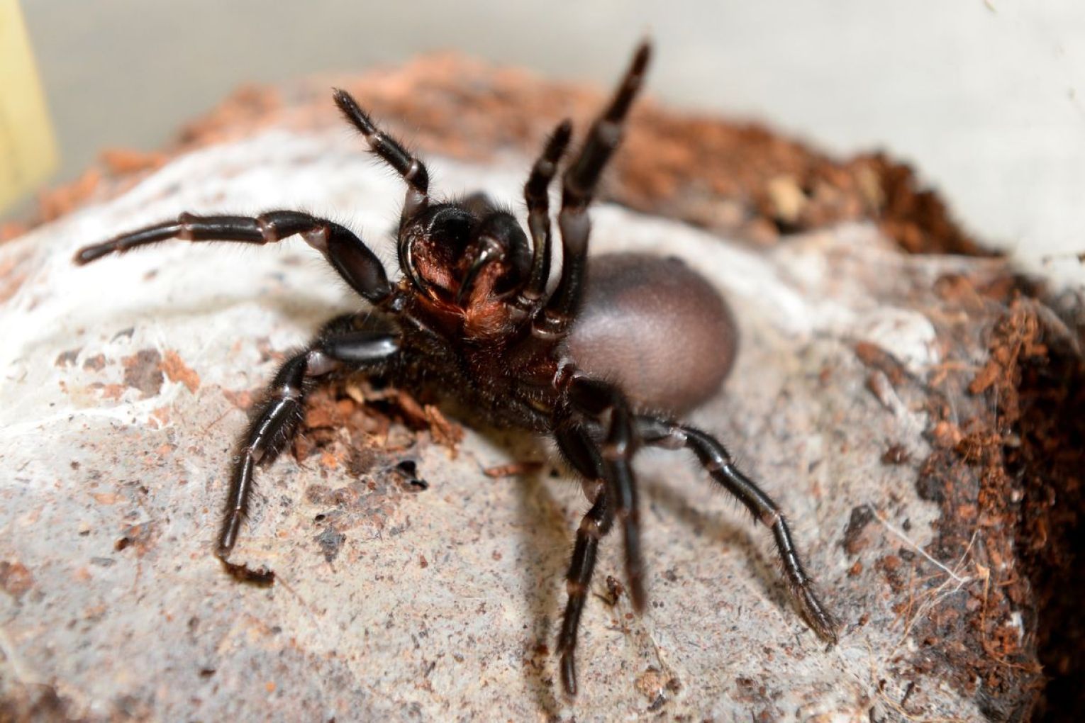 A drug developed from funnel-web spider venom could improve outcomes for heart attack patients. Photo: Dan Himbrechts/AAP