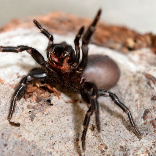 Thumbnail for Aussie spider venom spawns heart attack and stroke drug