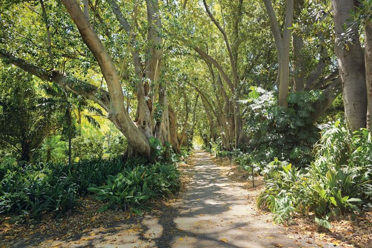 Thumbnail for Inside the Botanic Gardens