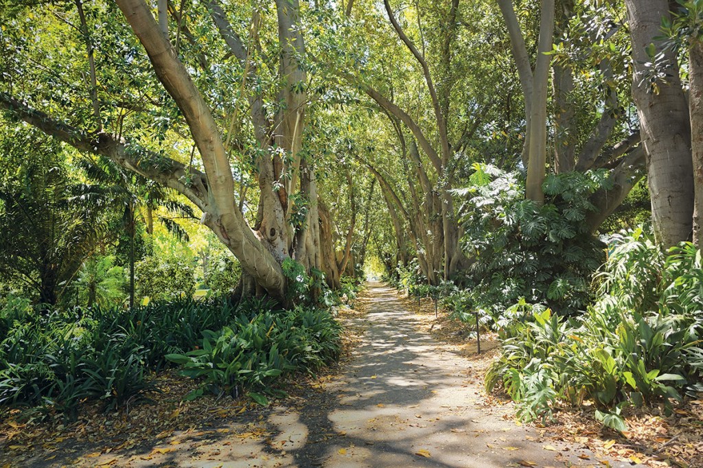 Inside the Botanic Gardens