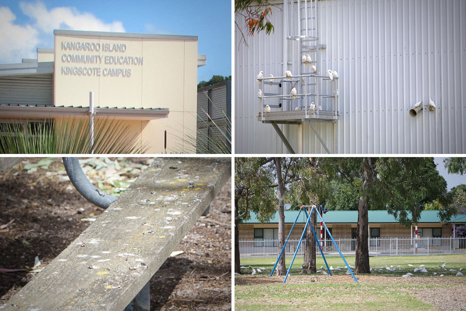A Kangaroo Island school has been overrun with corellas, sparking major health concerns. Graphic: James Taylor