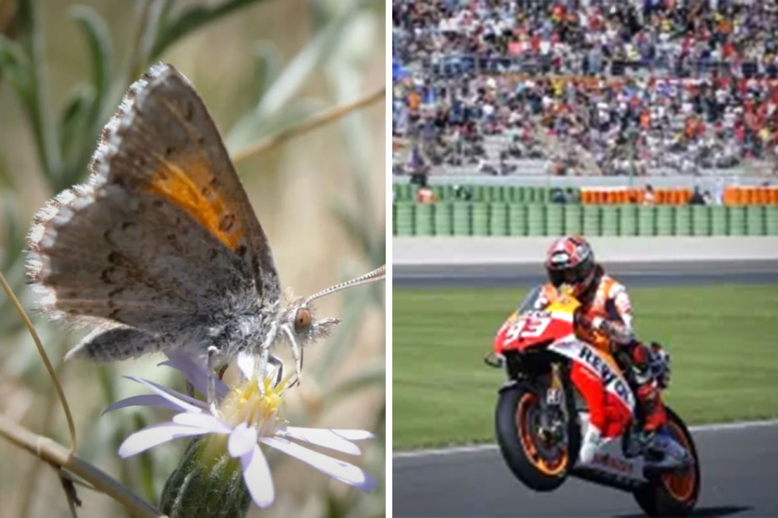 A rare butterfly species may be under threat from the recently announced MotoGP circuit. Graphic: James Taylor.