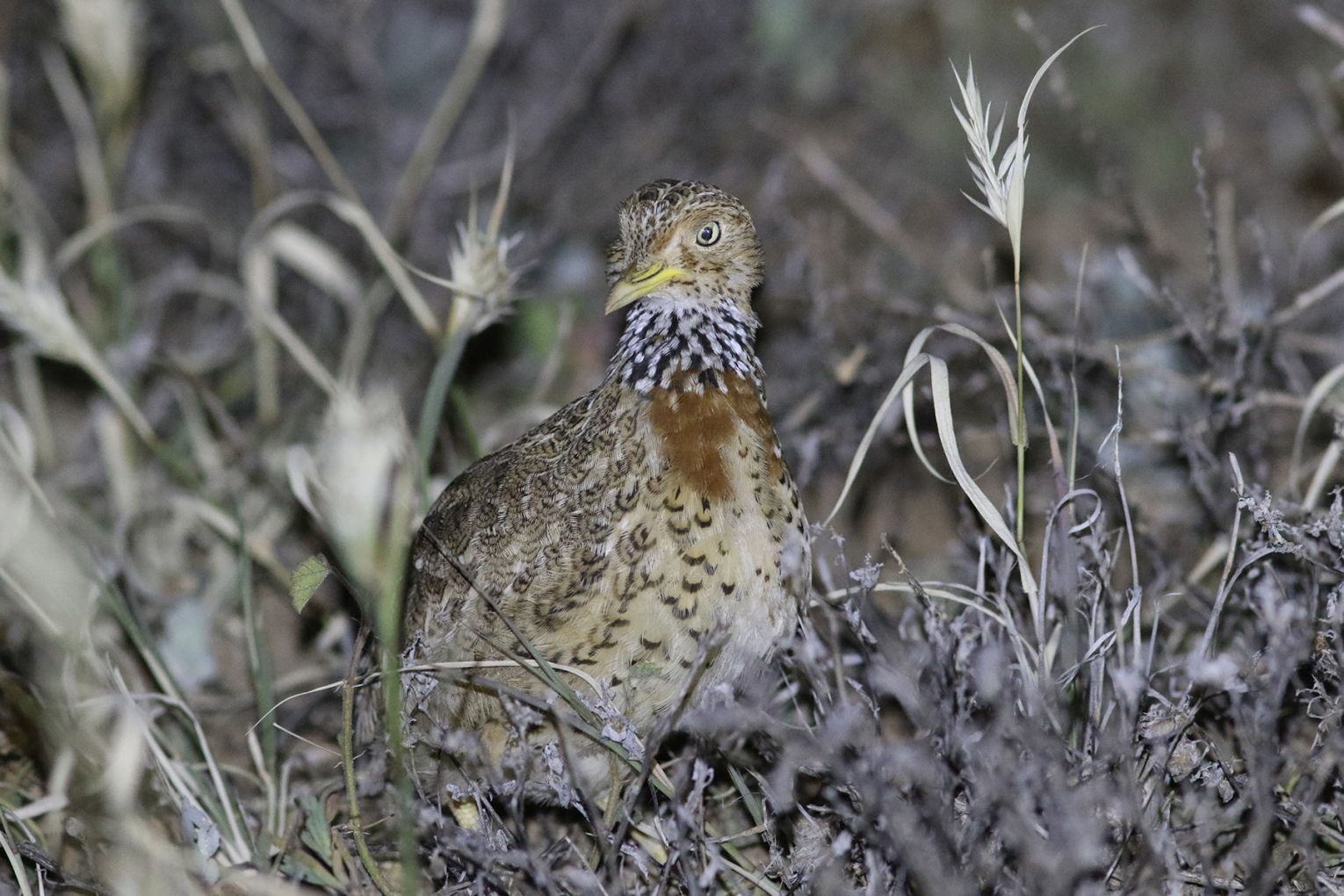 The critically endangered Plains-wanderer bird | Credit: Australian Wildlife Conservancy