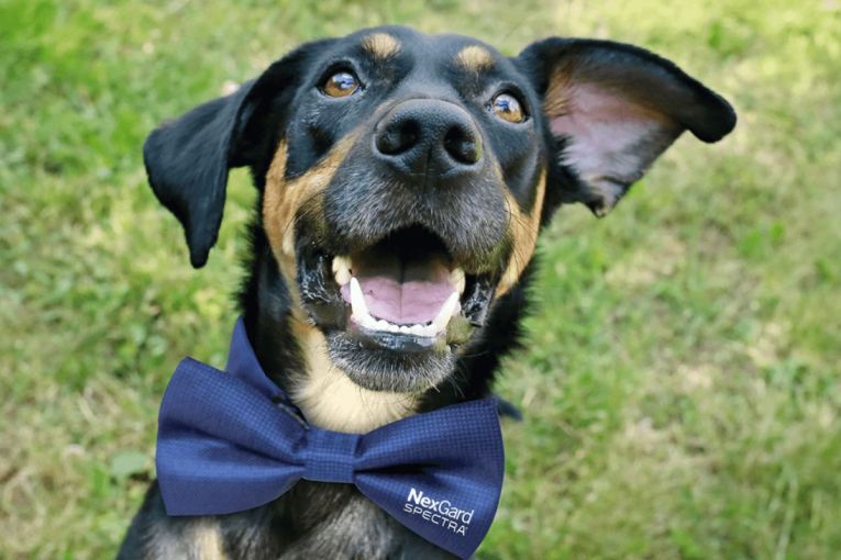 Thumbnail for Pup Glow-Up Experience