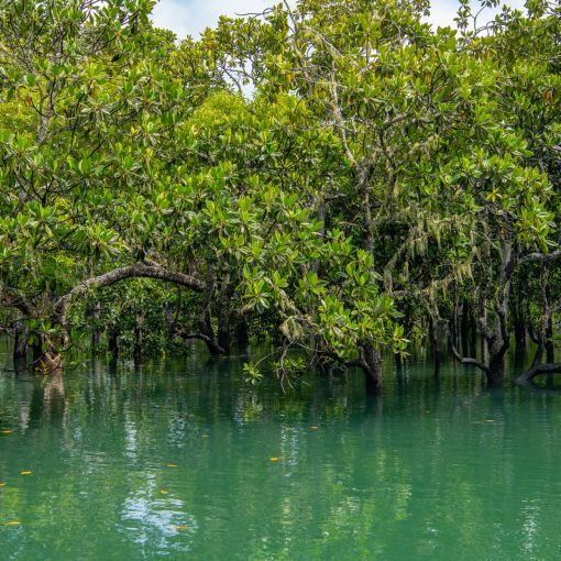 Thumbnail for Cash splash for Queensland mangroves