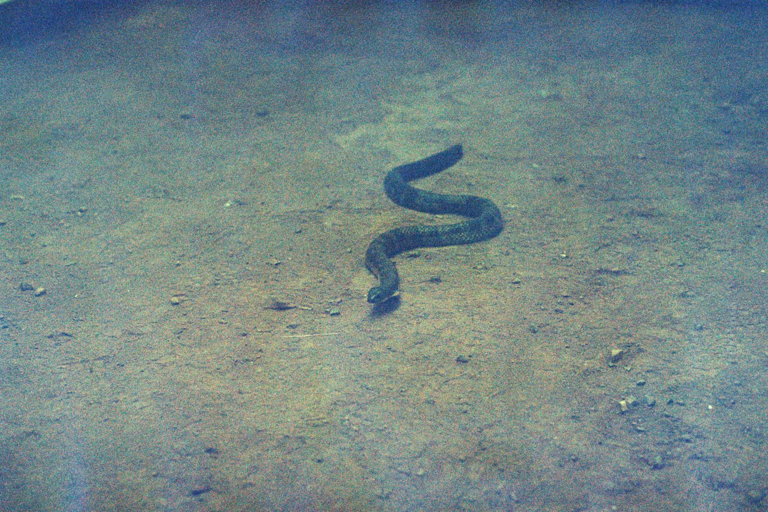 Installation view: George Egerton-Warburton, tiger snake, durational; Guzzler, Melbourne 2021.
