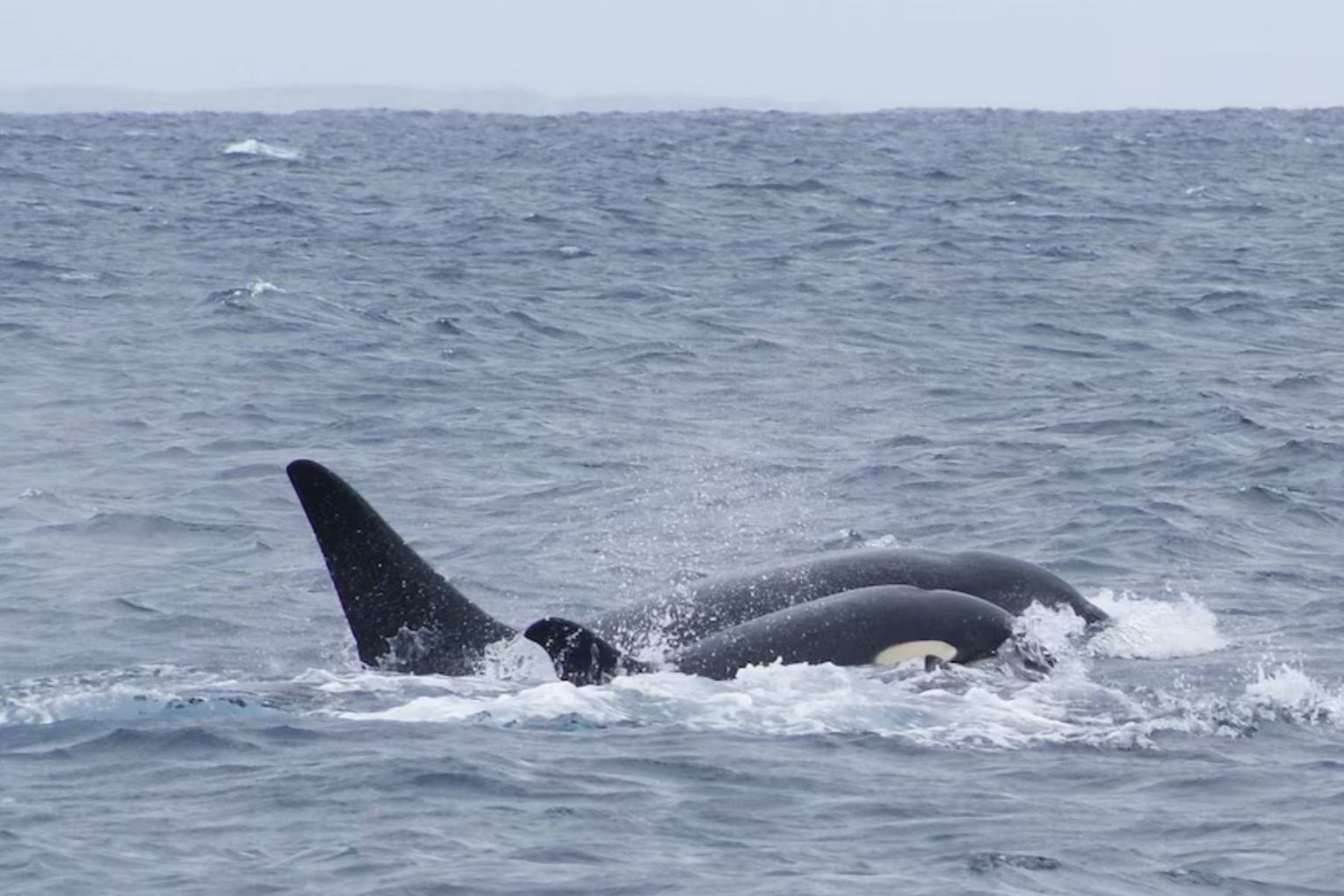 In February 2015, killer whales were seen attacking and killing a great white shark. 