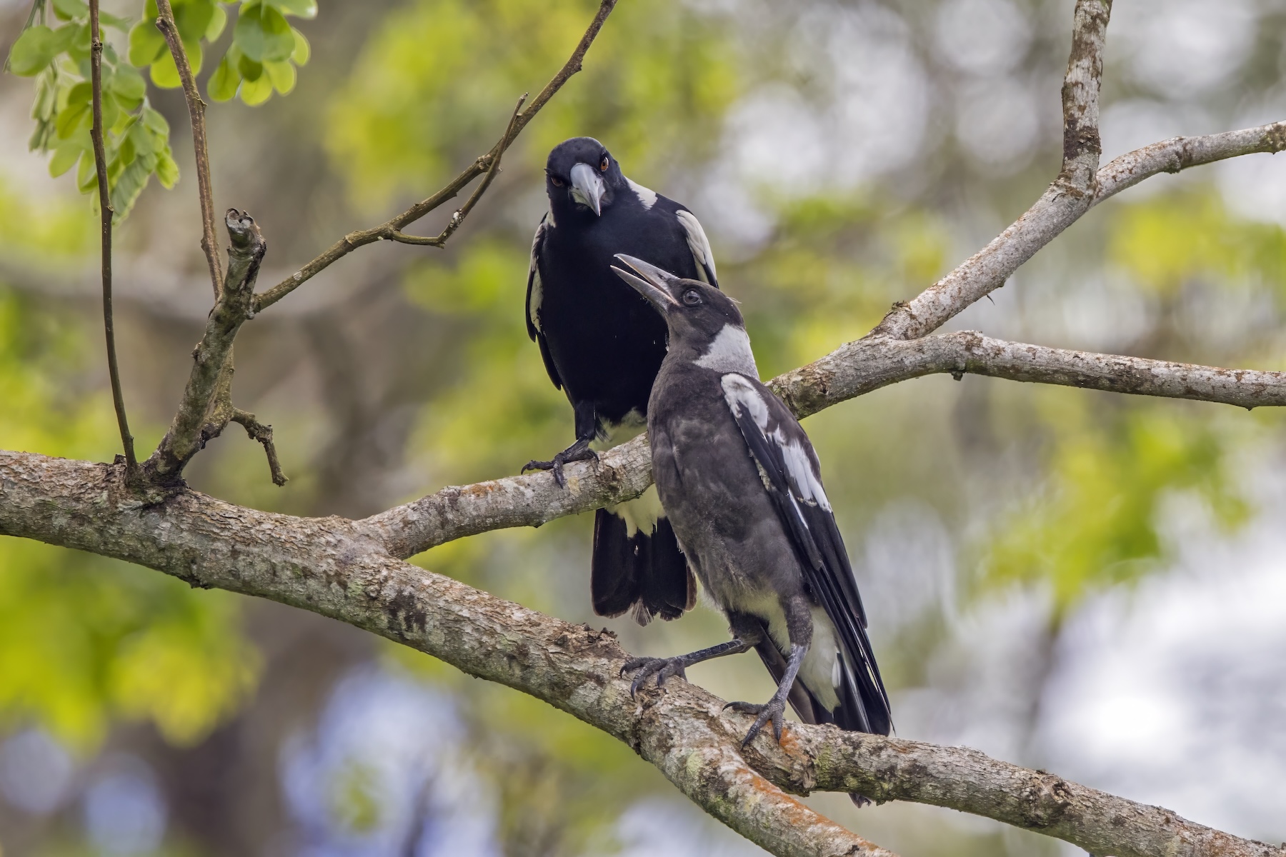 Poem: Meanwhile, Outside