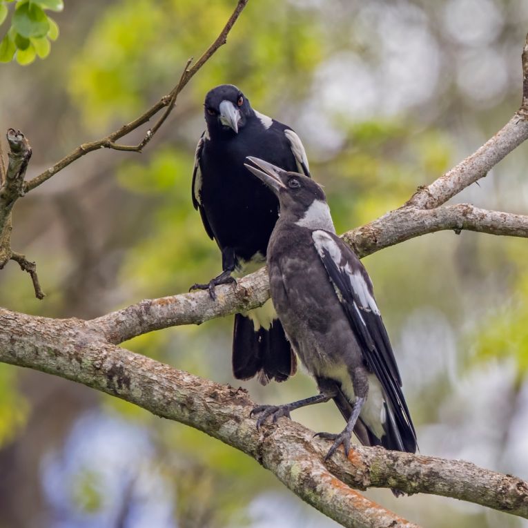 Thumbnail for Poem: Meanwhile, Outside