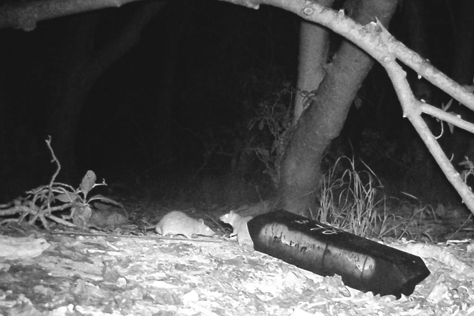 Black rats captured on North West Island 