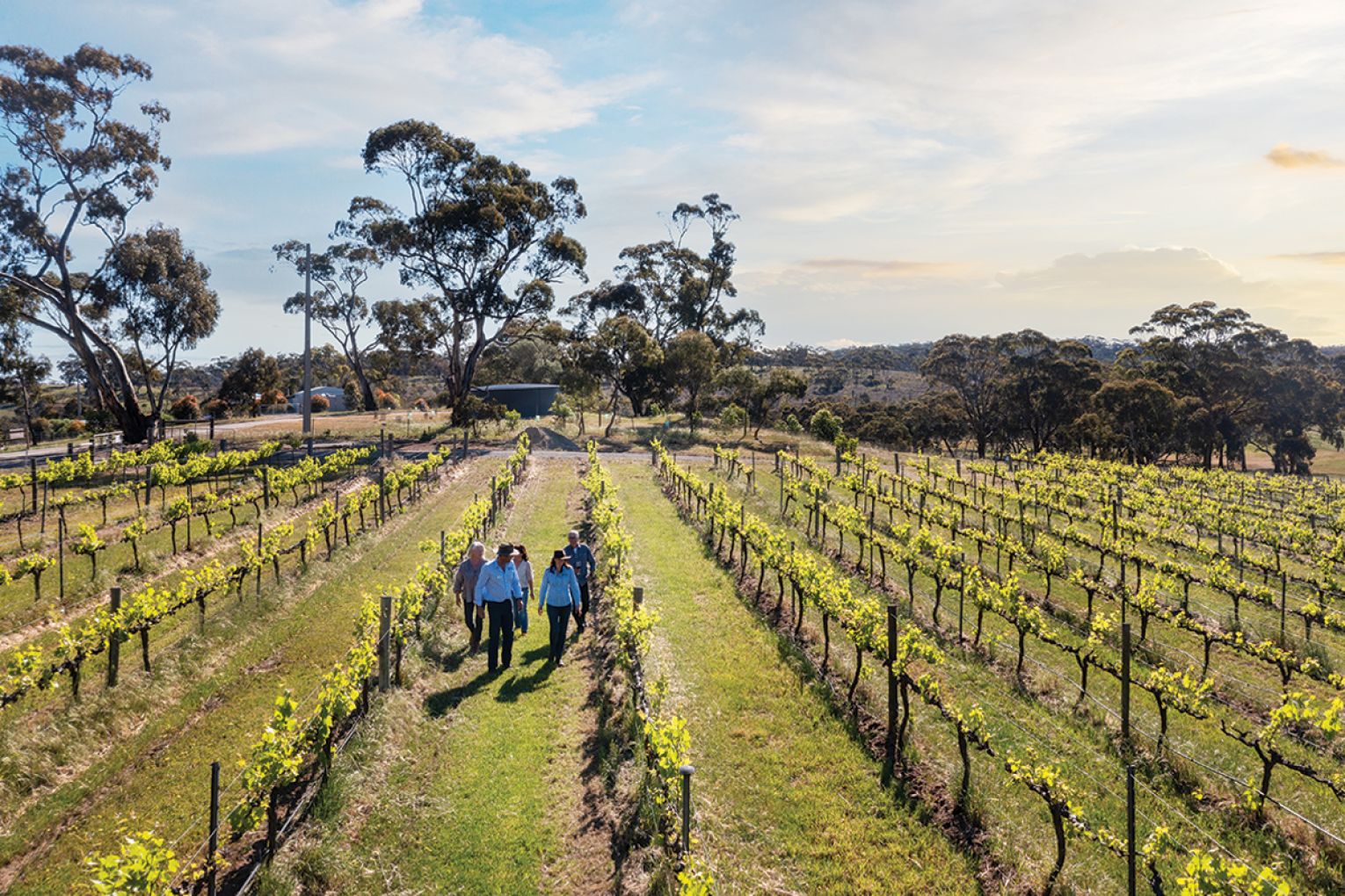 Photograph Tourism Australia / South Australian Tourism Commission; Sussex Squire Wines.
