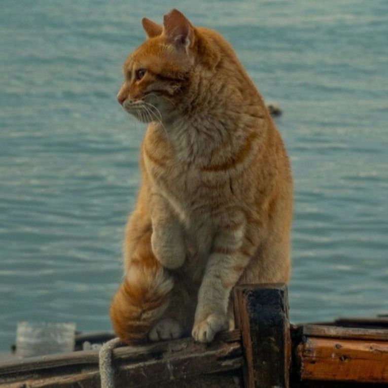 Thumbnail for Fringe review: Forgotten Tributary