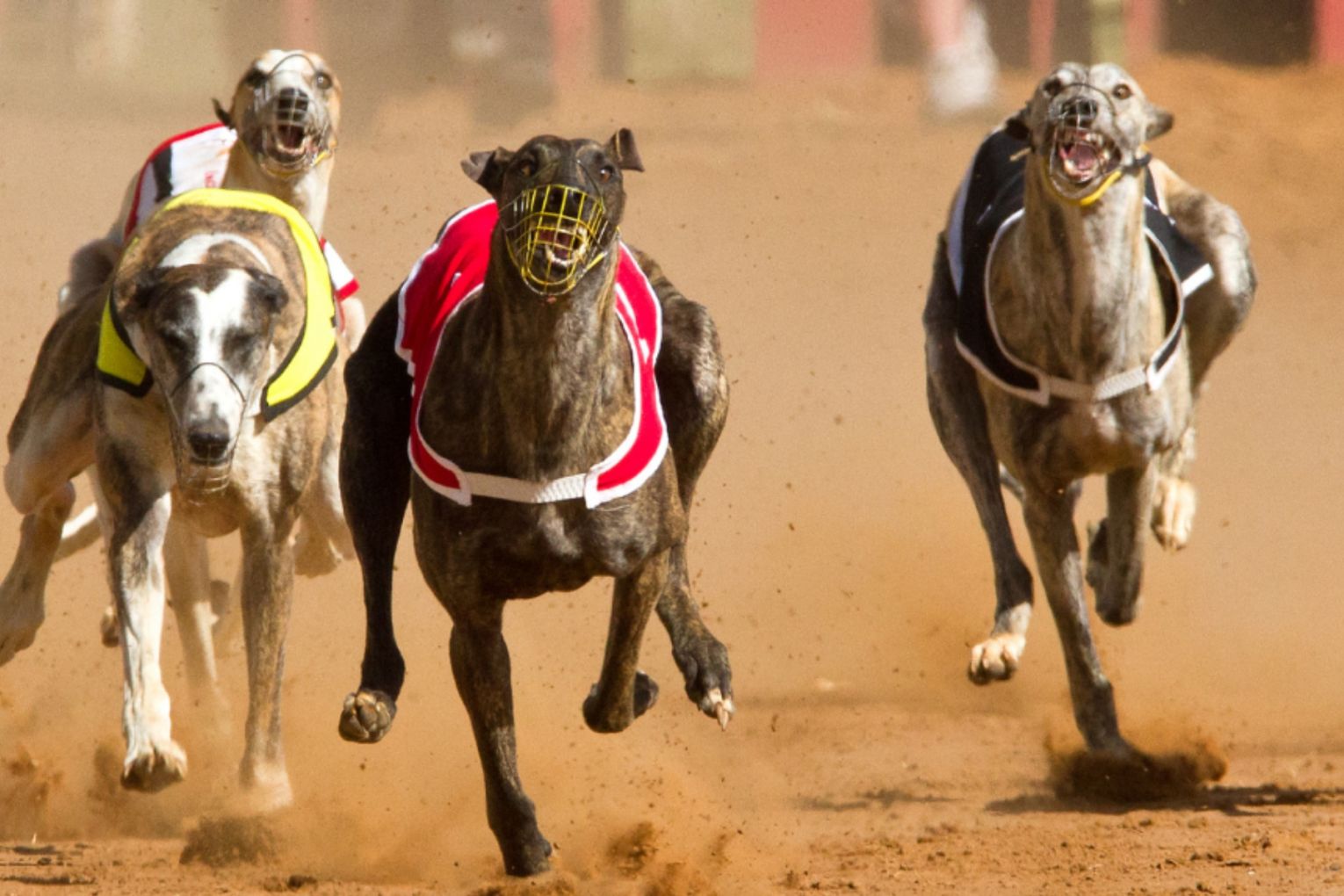 Thumbnail for Fears over SA greyhound racing deaths as inquiry deadline looms