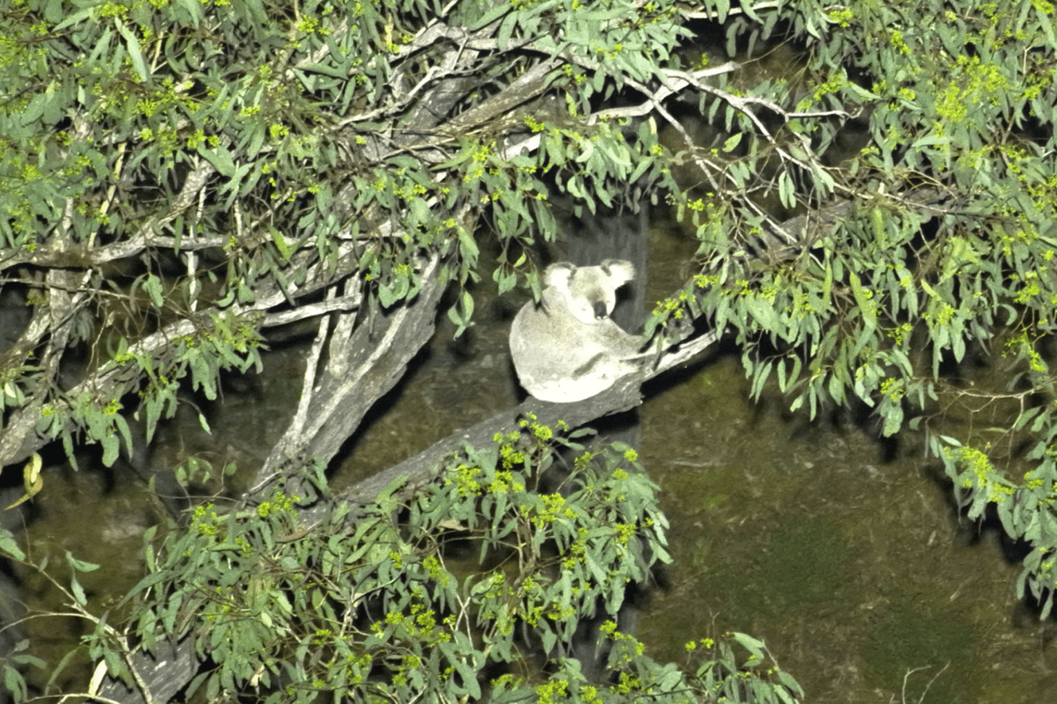 Drone footage of a koala at Hail Creek, captured by Lock the Gate