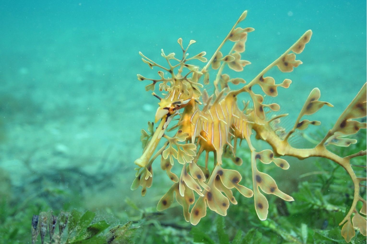 The leafy seadragon, once common in Rapid Bay and Second Valley, has disappeared. Photo: Martin Stokes/Green Adelaide