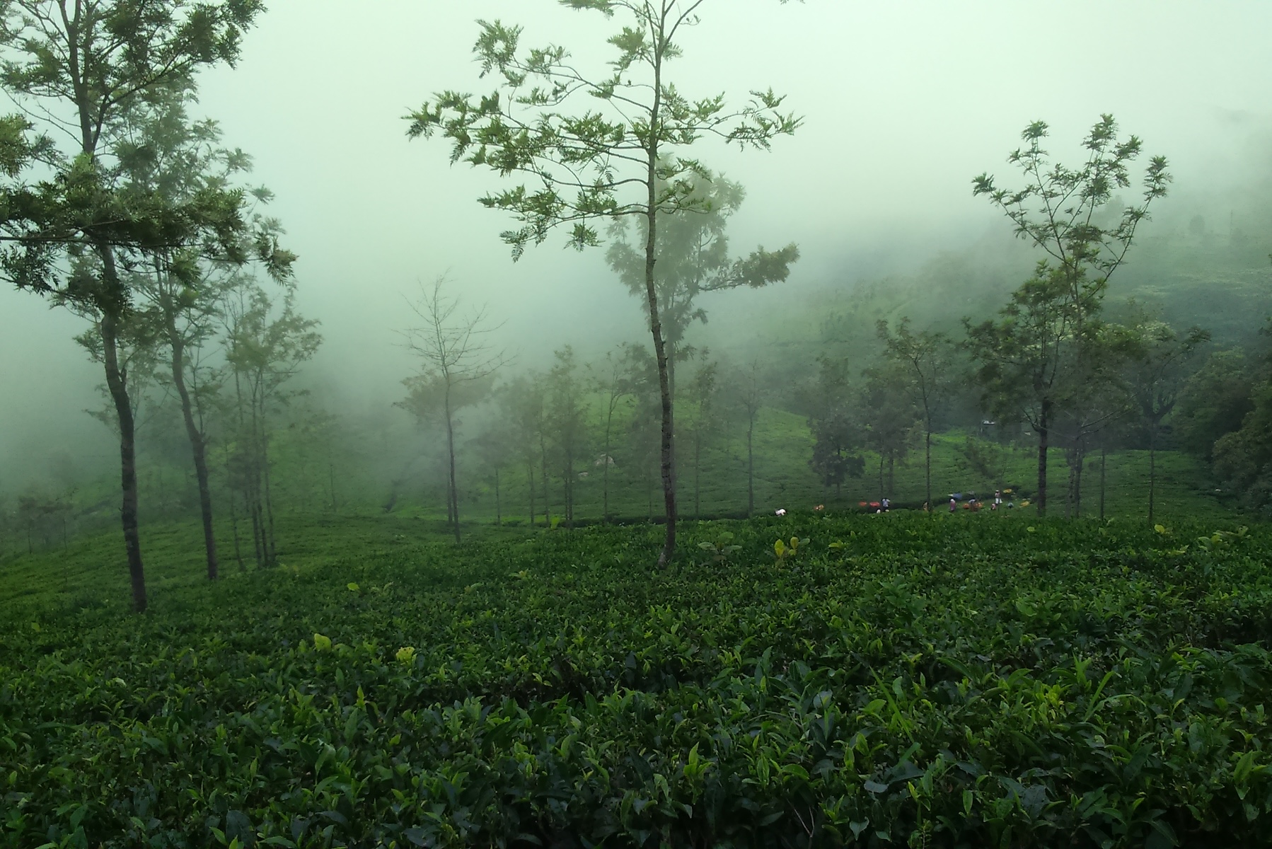 Poem: Serendip, a History Lesson