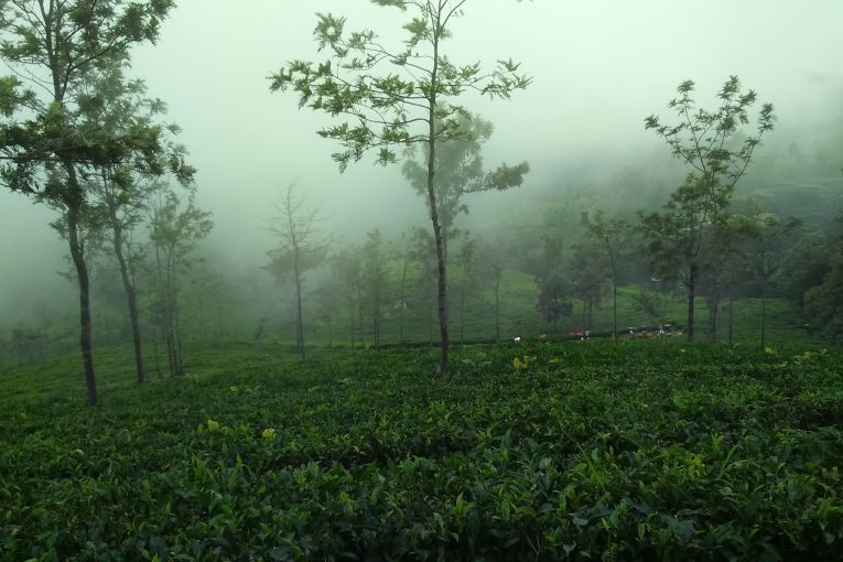 Thumbnail for Poem: Serendip, a History Lesson