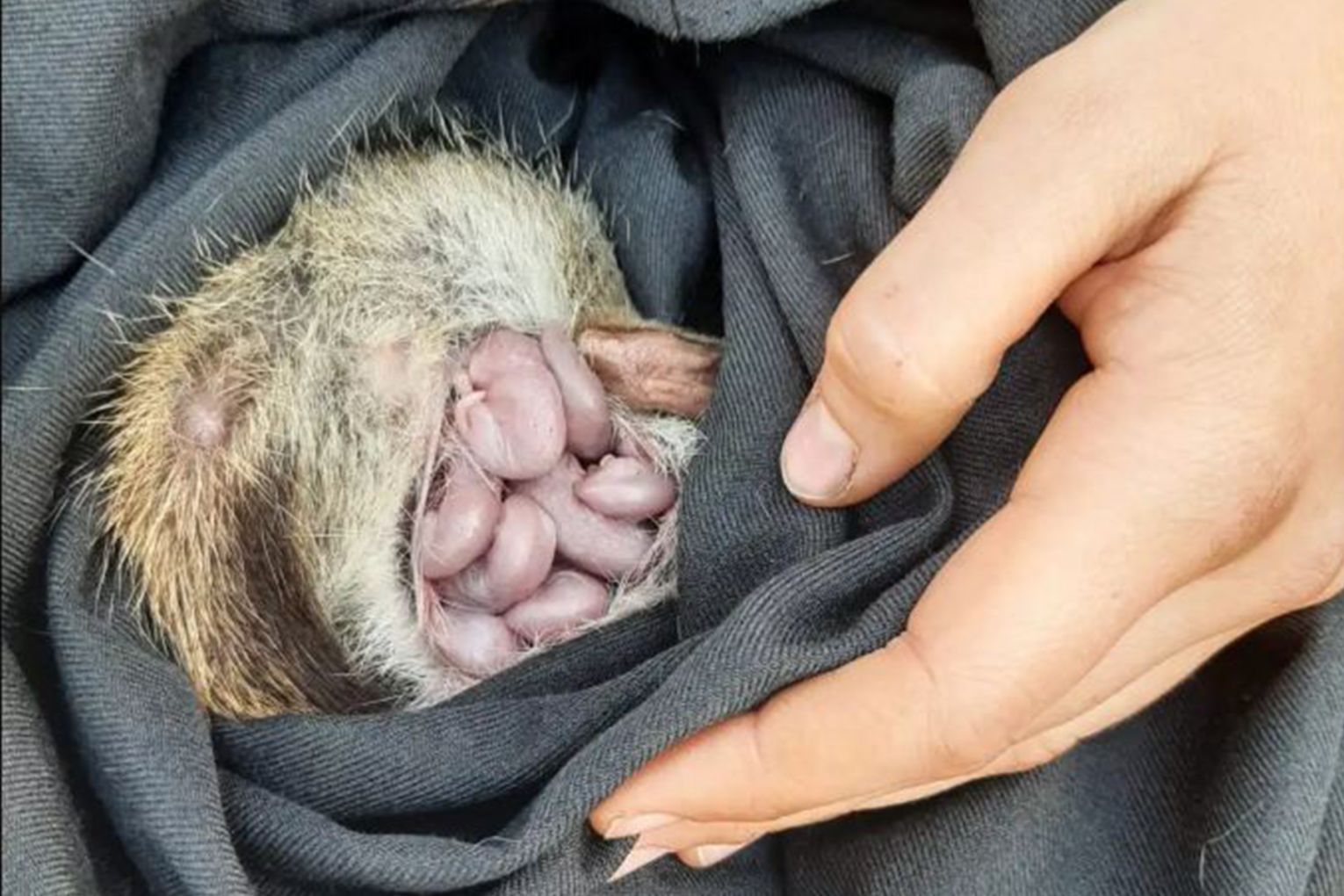 Ecologists were thrilled to discover young in the pouch of a Northern Quoll female captured during targeted surveys of the species at Brooklyn Wildlife Sanctuary in north Queensland. Credit: Gabrielle Beca/Australian Wildlife Conservancy