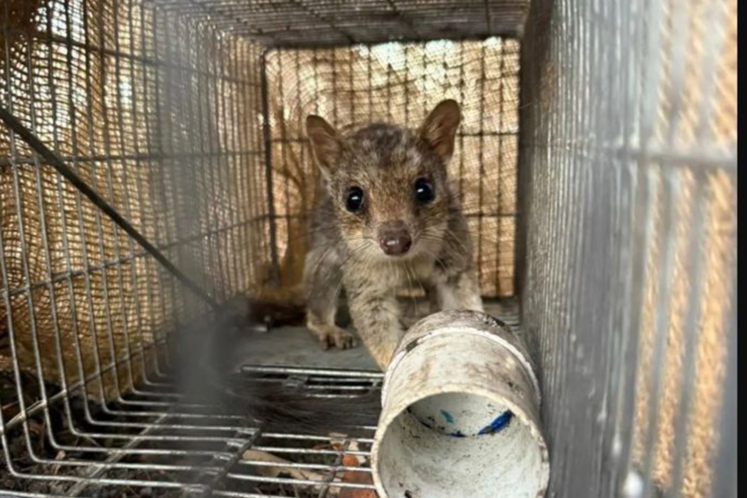 A Northern Quoll captured during a targeted survey of the species at Brooklyn Wildlife Sanctuary in north Queensland. Credit: Ben Stepkovitch /Australian Wildlife Conservancy