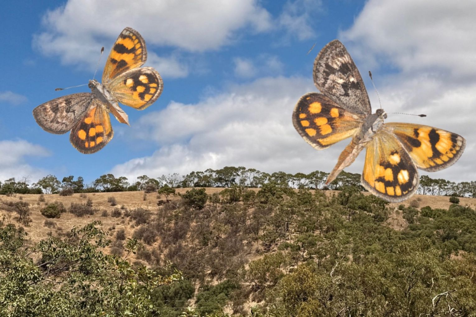Local residents are concerned about potential development at Skye Ridgeline, which is the home of the critically endangered cryptic sun-moth. Photo: Facebook
