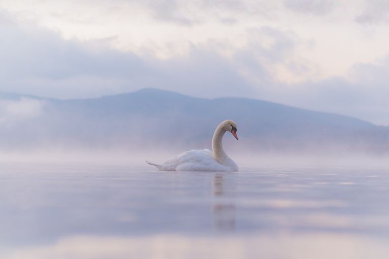 Thumbnail for Southern Cross Soloists: Carnival of the Animals