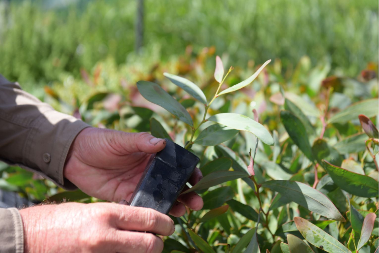 The Fleurieu Coast Community Nursery is supporting revegetation projects.