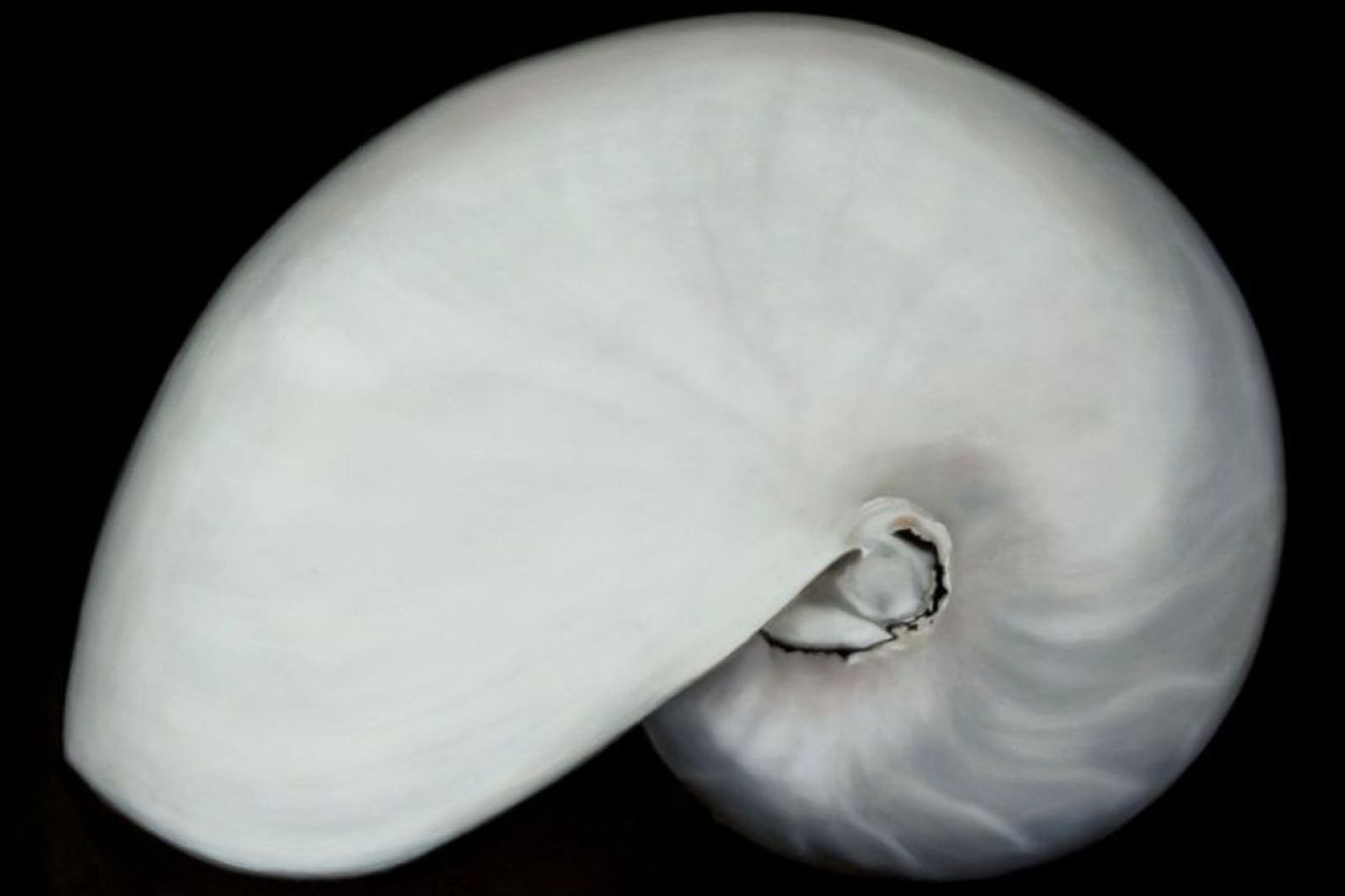 Annelise Josephine Smith from Victoria was highly commended for Nautilus Shell II. Photo: supplied.