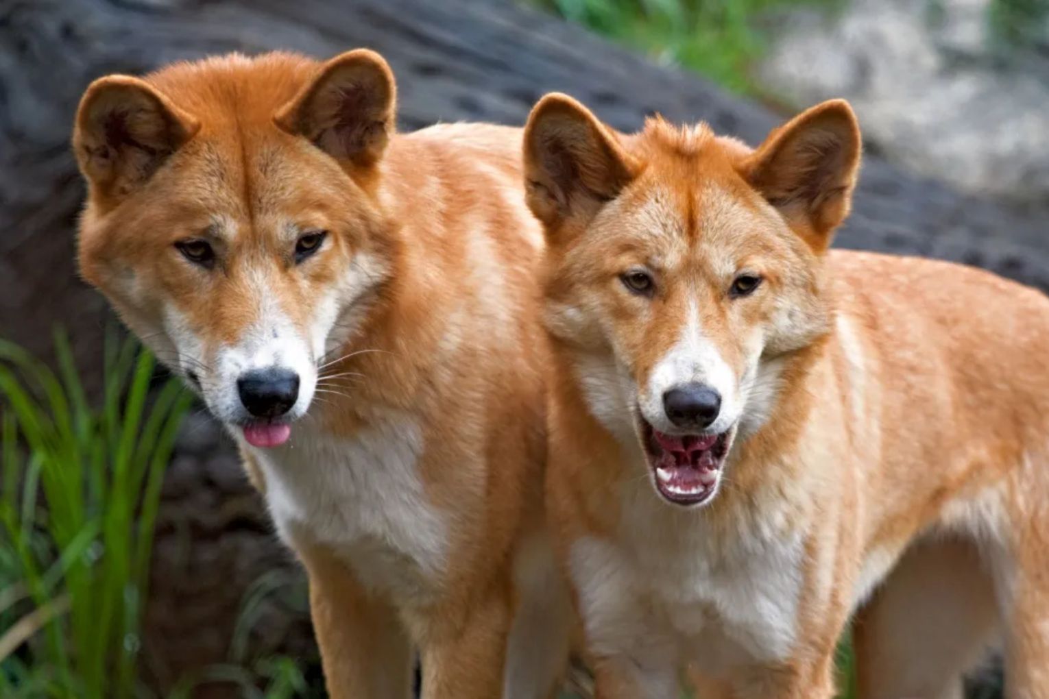 Researchers have found the dingo to be among a number of culturally significant Indigenous entities. Picture: Getty