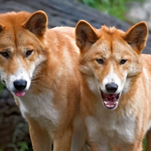 Thumbnail for ‘They are family’: Traditional owners fight to protect Aussie icons