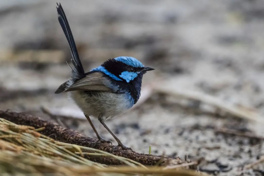 ‘Australia’s favourite bird’ at risk of extinction, researchers warn