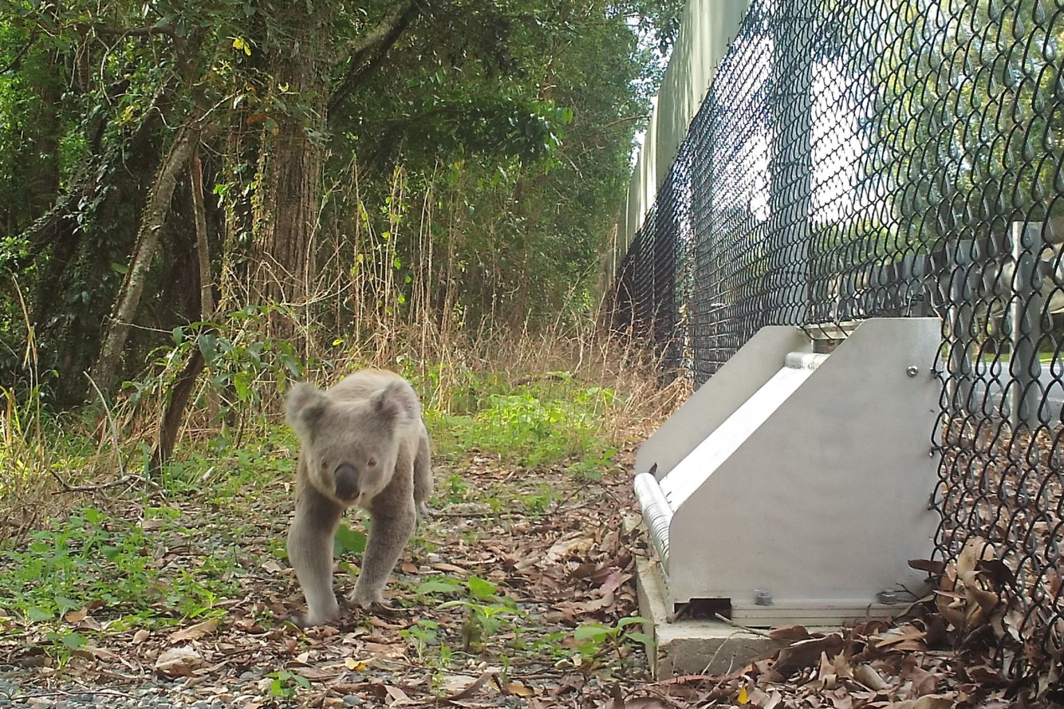 City of Moreton Bay has rolled out 49 EVE Fauna Hatches to prevent wildlife collisions in the area. Photo: City of Moreton Bay.