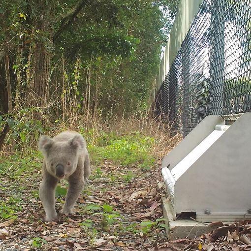 Thumbnail for Koala-saving ‘escape hatches’ rolled out in South East Queensland