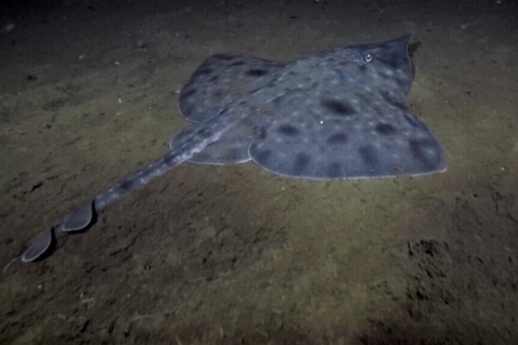 Campaign to stop top supermarkets selling farmed salmon