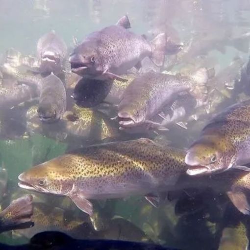 Thumbnail for White line fever: Coked-up fish swim further, new Qld study finds