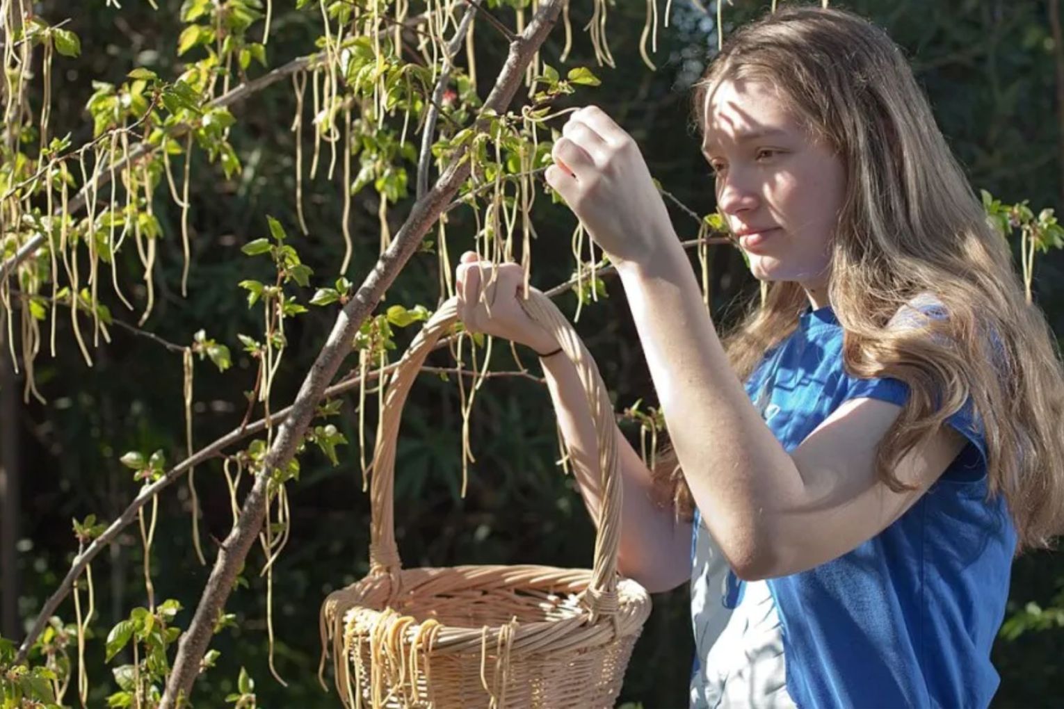 It was a pasta picking prank that is believed to be the first April Fools' Day story to hit the media.