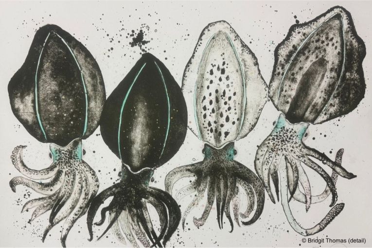 Thumbnail for 2026 Waterhouse Natural Science Art Prize