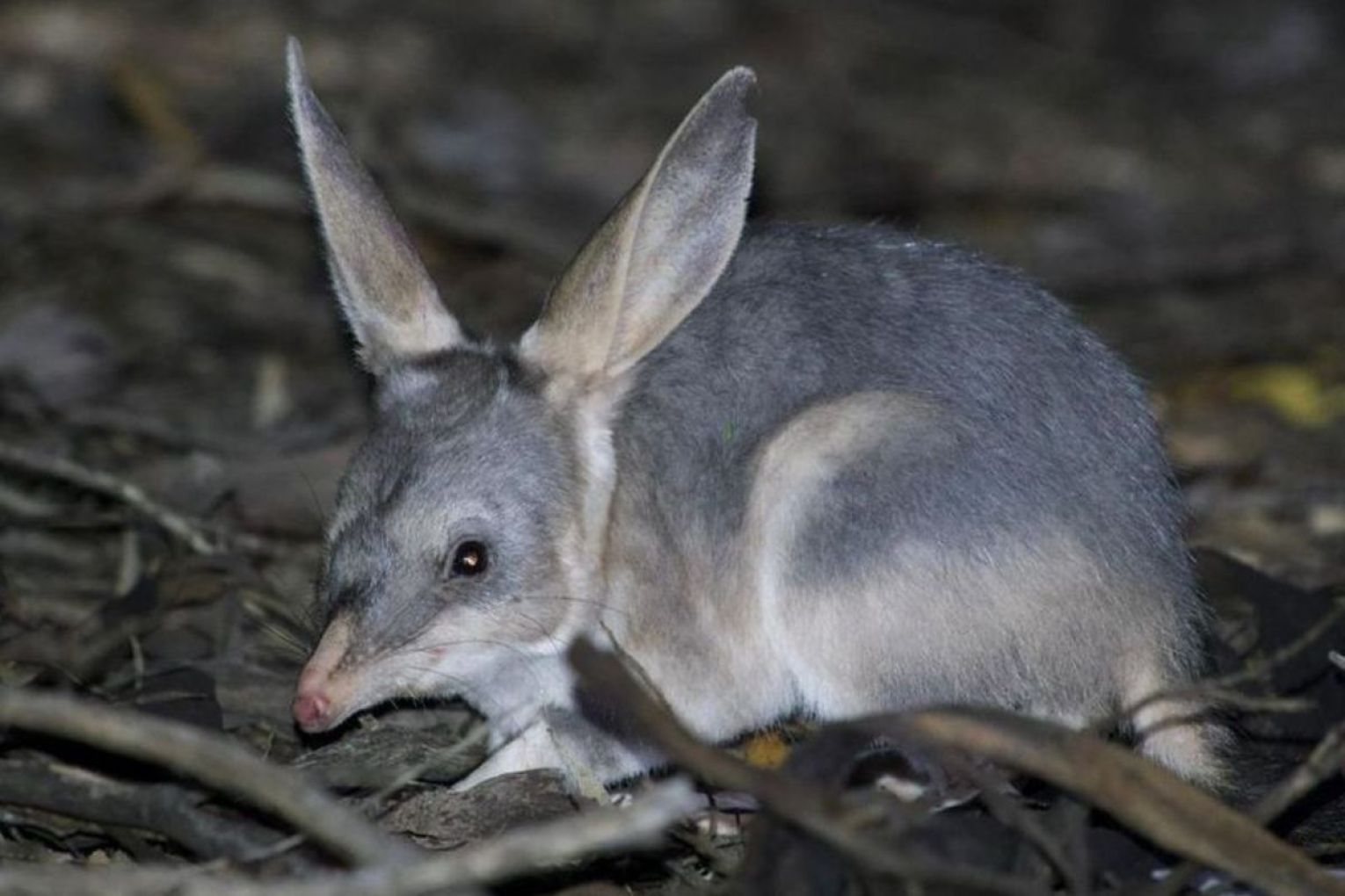 Greater Bilby populations are on the rise across Australia. Photo: Australian Wildlife Conservancy.