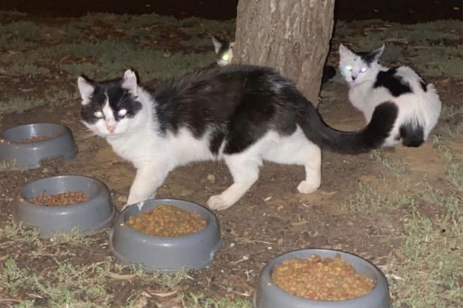 Precious Paws Rescue has called on the Port Adelaide Enfield Council to assist in the stray cat problem after receiving complaints about their feeding and rescue operations. Photo: supplied.