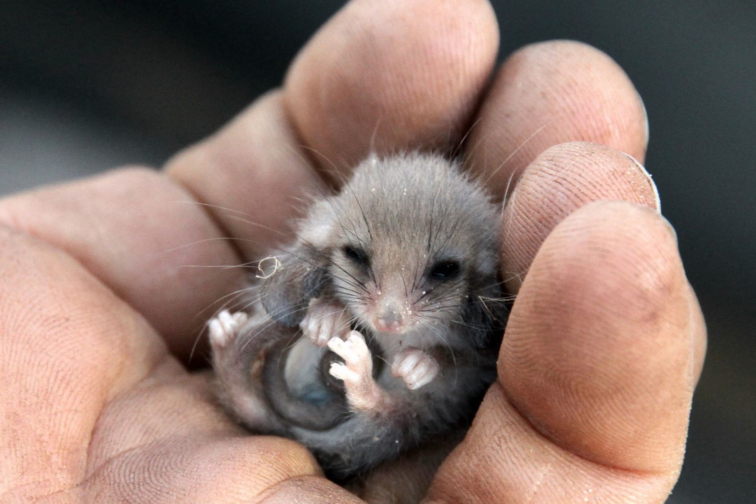 The endangered western pygmy possum was targeted for research as part of an academic study. Photo: Australian Wildlife Conservancy