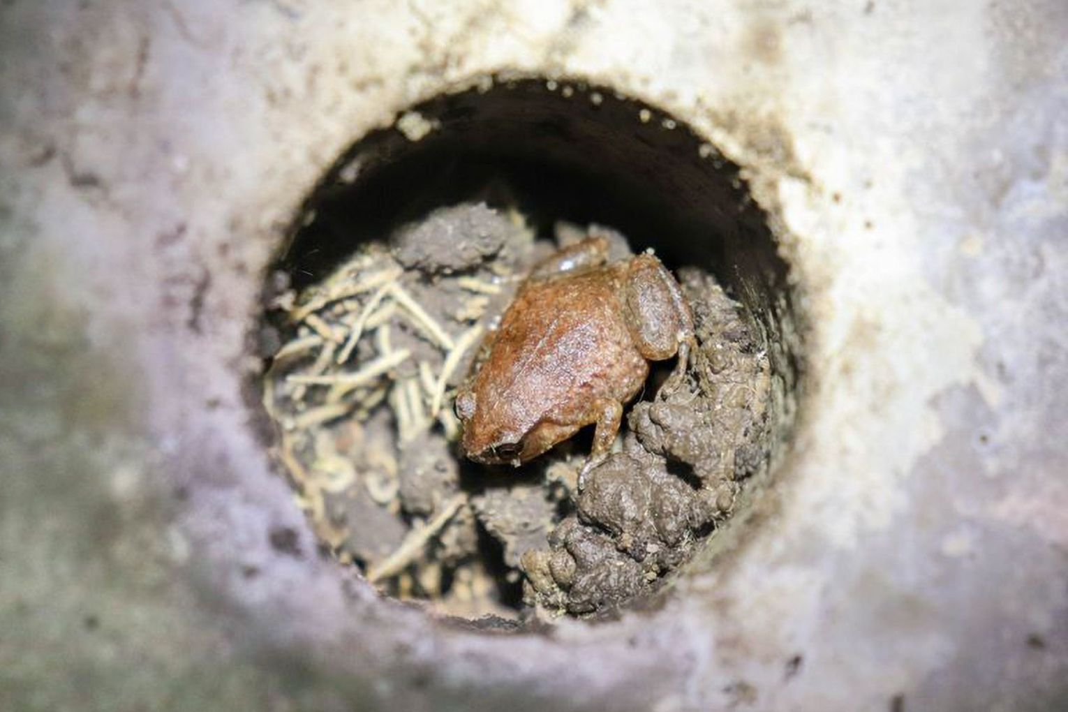 Concrete shelters have become the perfect tropical retreat for the robust whistling frog. Picture: via AAP