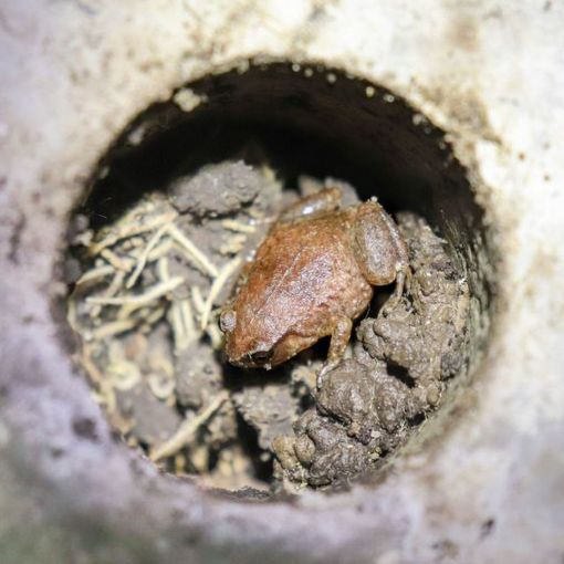 Thumbnail for Tiny frogs making themselves at home in concrete jungle