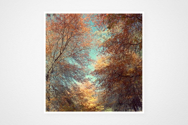 Thumbnail for This is Adelaide … homage to the autumn trees