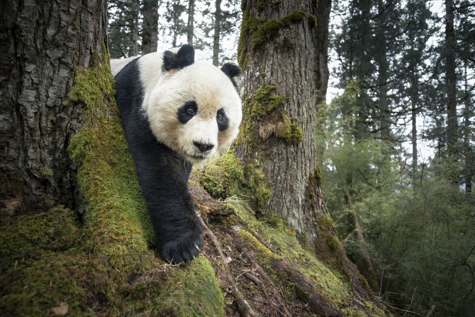 Mountain Resident of Wanglang © Rob G. Green for National Geographic Society