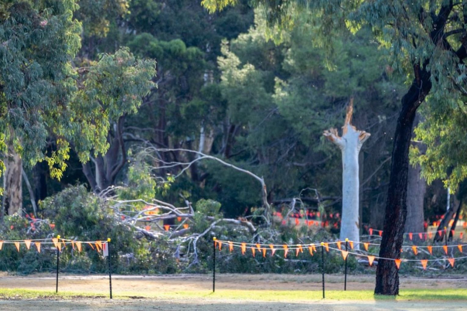 A tree that was chopped at the North Adelaide Golf Course on Monday, May 11. Picture: Facebook.