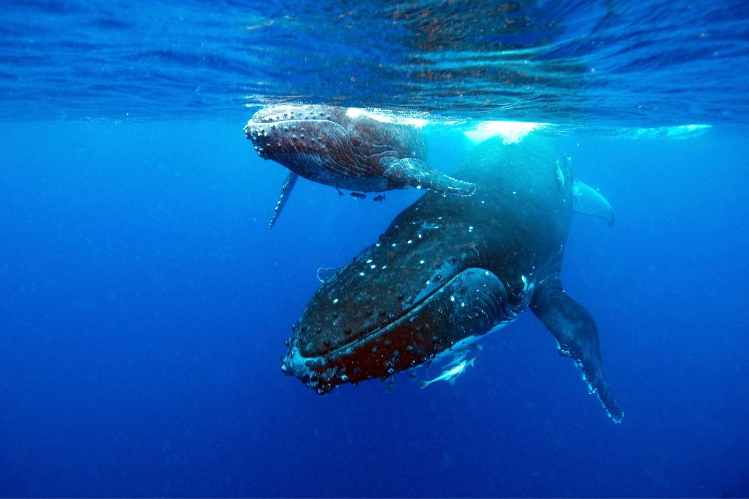 It's not yet clear why the two humpbacks embarked on their epic odysseys. Picture: Getty