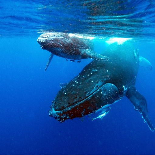 Thumbnail for Why whales are making Star Wars sounds in Aussie waters