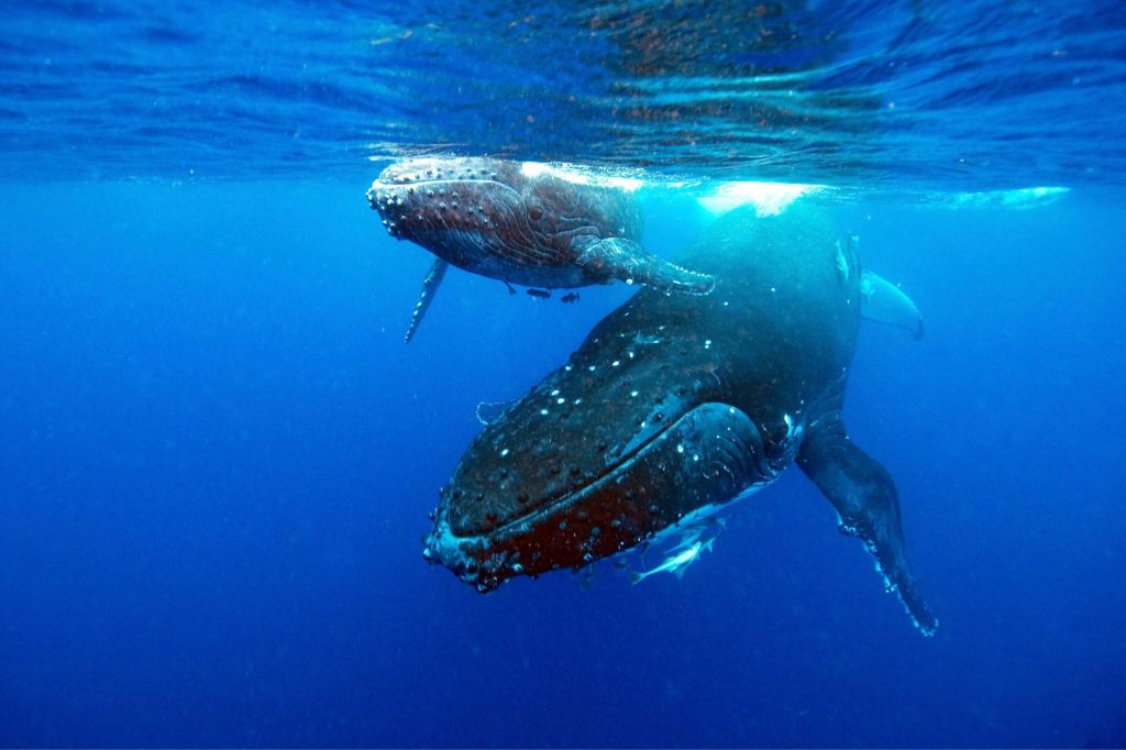 Researchers uncover longest whale journey on record