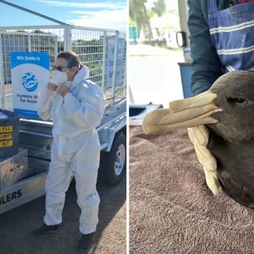 Thumbnail for Race to stop bird flu becoming a ‘wildlife massacre’